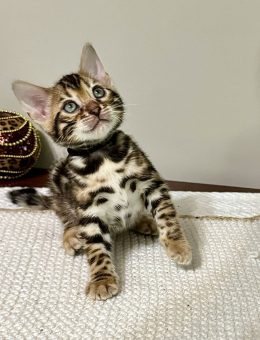 Claude_07