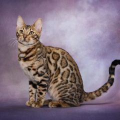 Purple Background 468