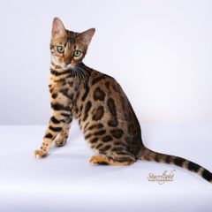 apollonia_IMG_2713_4x6
