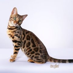 apollonia_IMG_2716_4x6